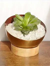 FLOWER POT - Master