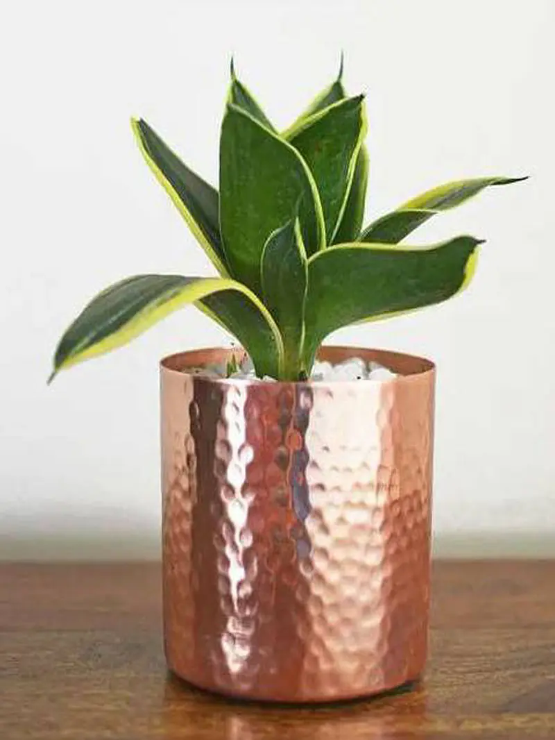 FLOWER POT - Master
