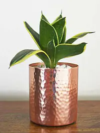 FLOWER POT - Master